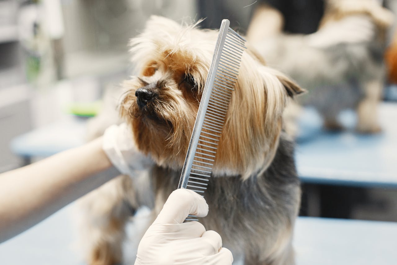 Close-up of a Yorkshire Terrier being combed at a pet grooming salon by a person wearing gloves.