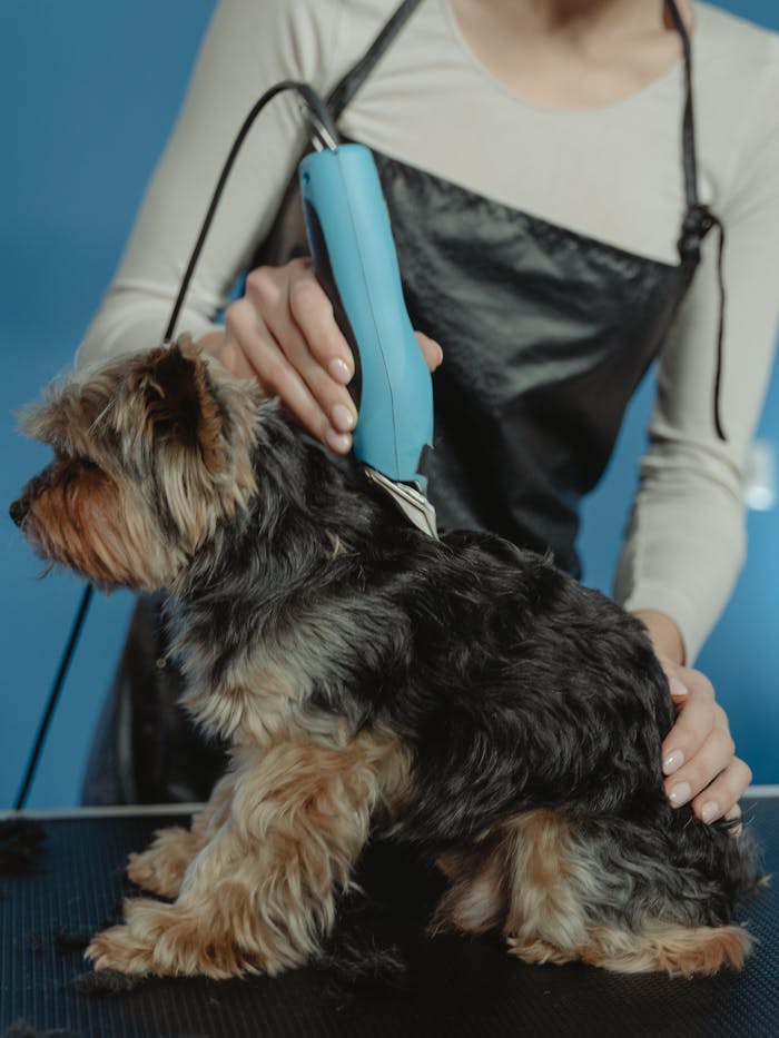 Yorkshire Terrier being professionally groomed with electric clippers by a groomer.
